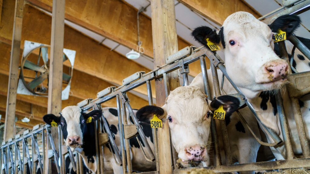 H5N1 avian flu in cattle: A call to action on evolving risk to humans