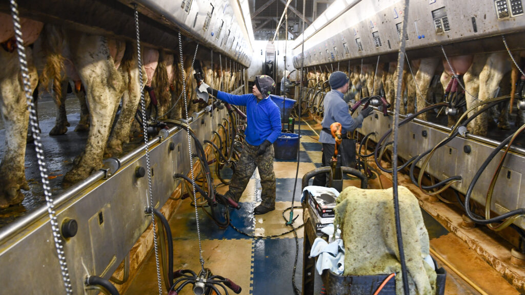 Bird flu in dairy cattle: New measures to control spread to humans