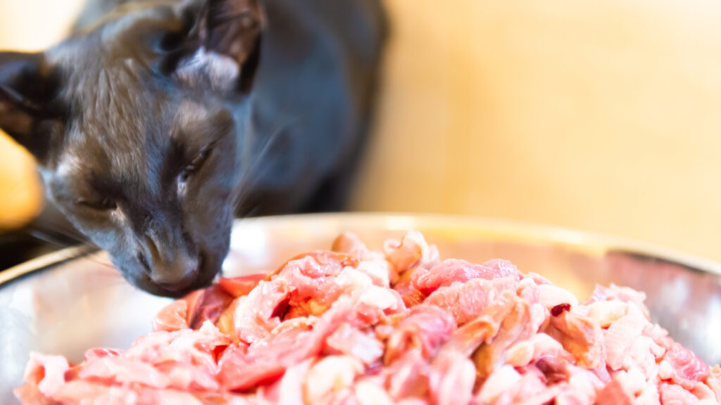 The dangerous rise of ‘wellness’ misinformation in veterinary health