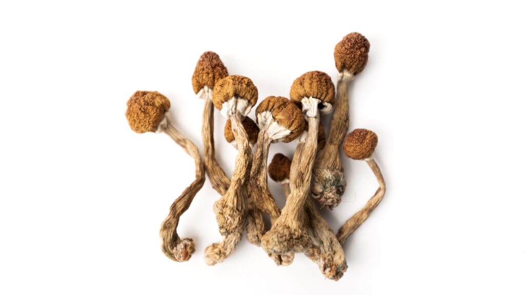 RFK Jr., FDA eye psychedelics for mental health treatment