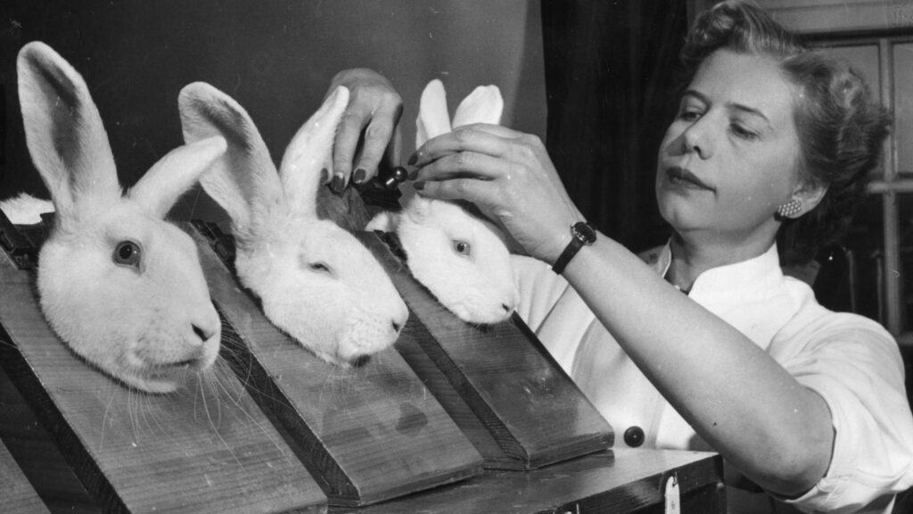 Animal testing alternatives explained: scientists discuss pros and cons | STAT