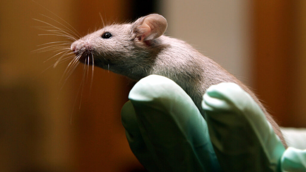 New technologies should complement, not replace, lab animals | STAT