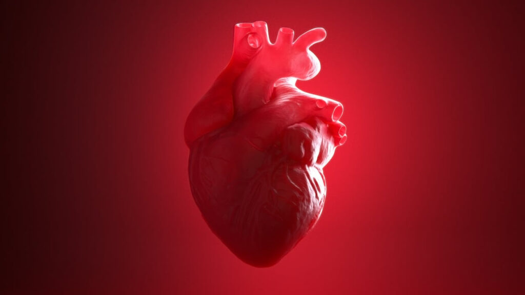 Cytokinetics drug hits dual goals in genetic heart disease study