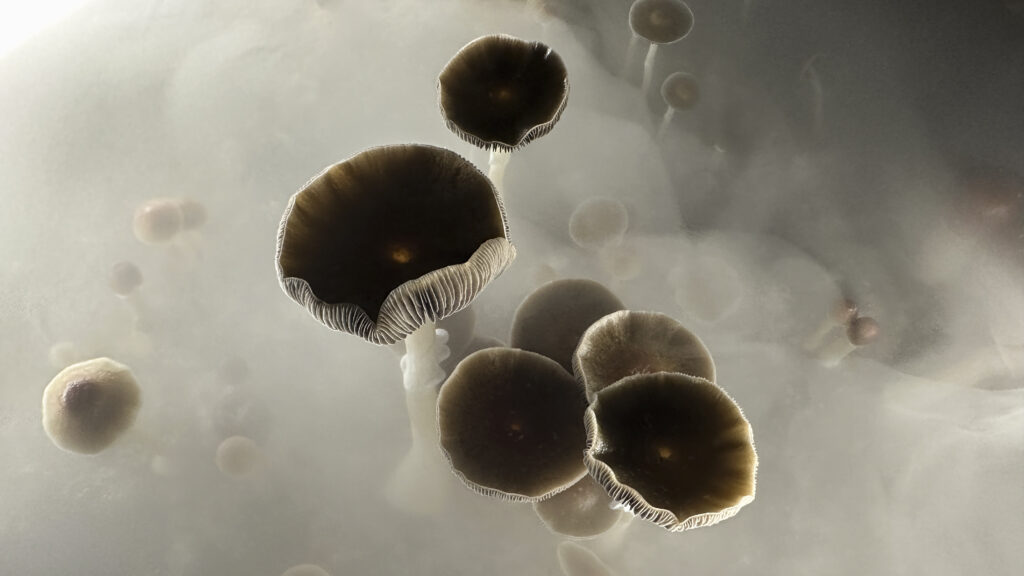 Fast-track review of psilocybin depression drug blocked
