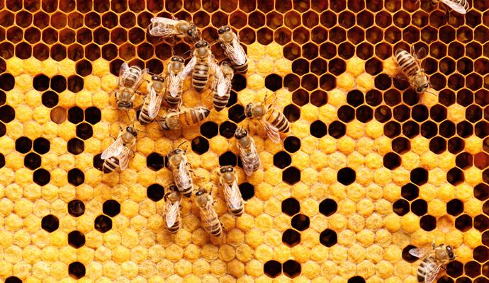 Ecosystems for the rest of us