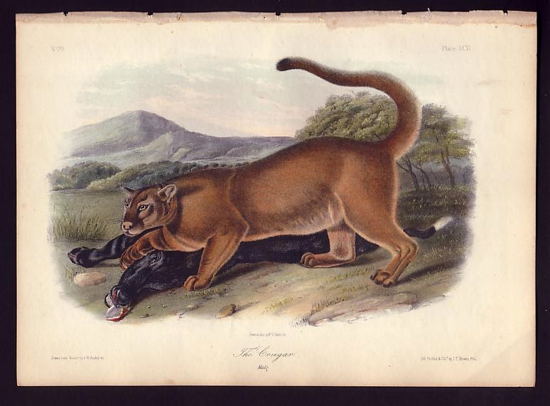 Eastern Cougar officially declared extinct, removed from Endangered Species List - Susquehannock Wildlife Society