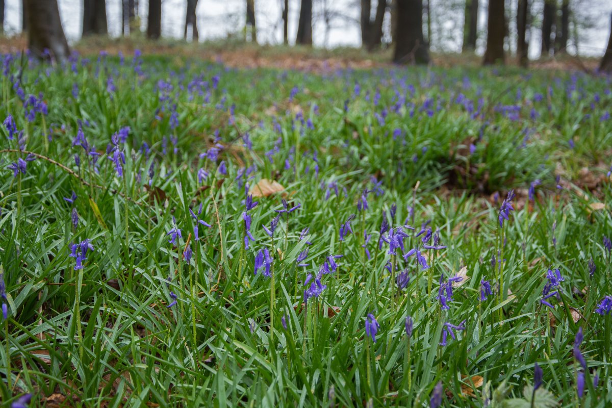 3x Frühling (fast) vor der Haustür Kölns - Segeln mit Yemanja