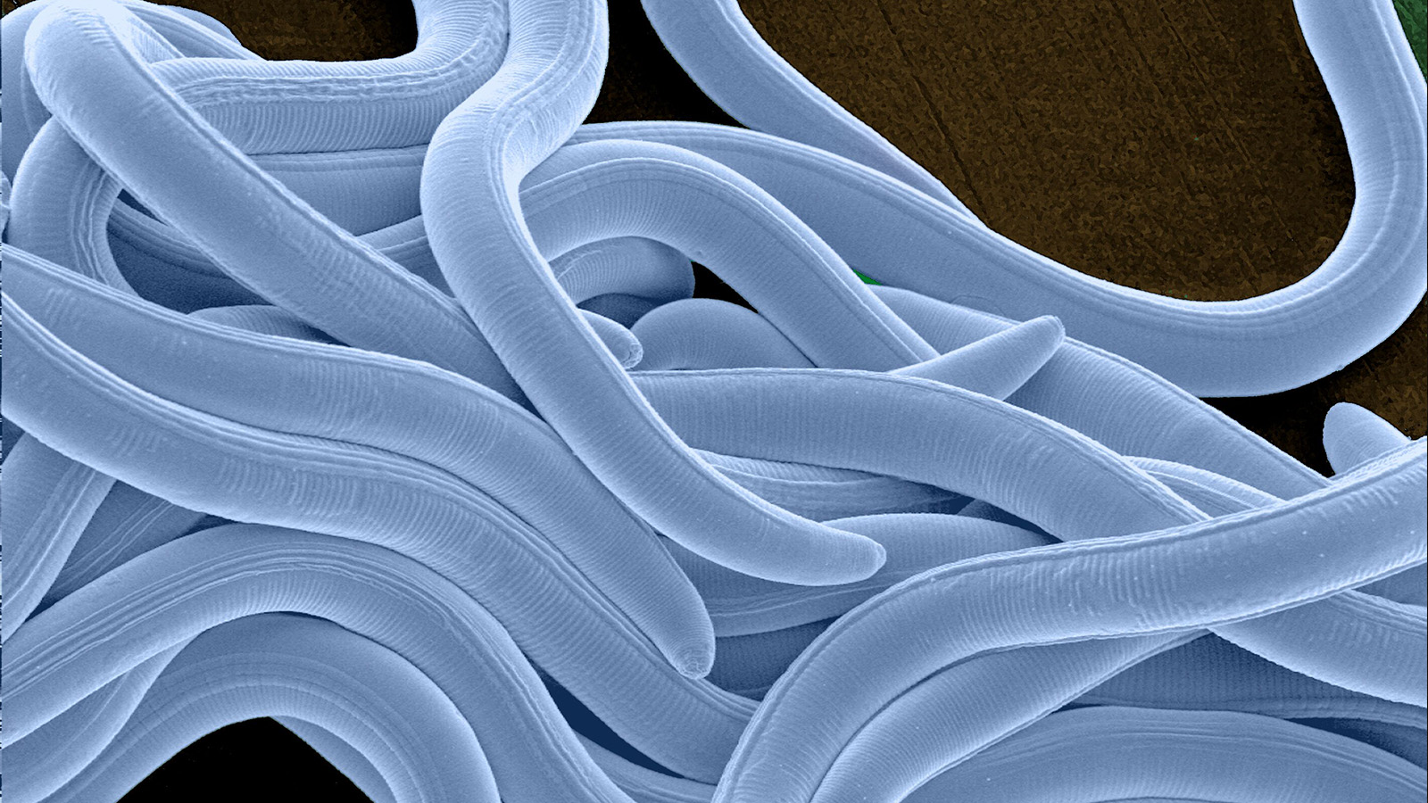 Protecting crops at risk of parasitic nematodes