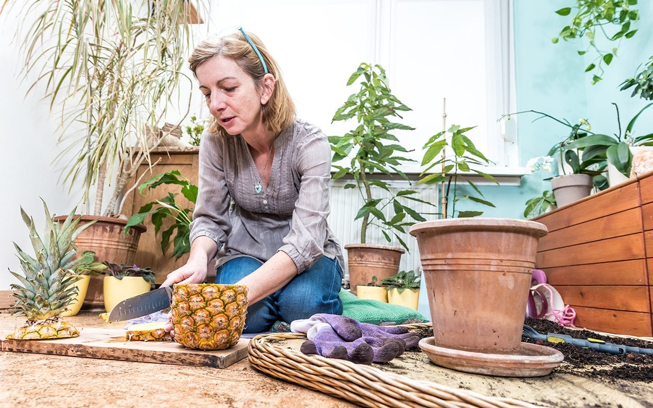 How to Grow a Pineapple | A Step-By-Step Guide