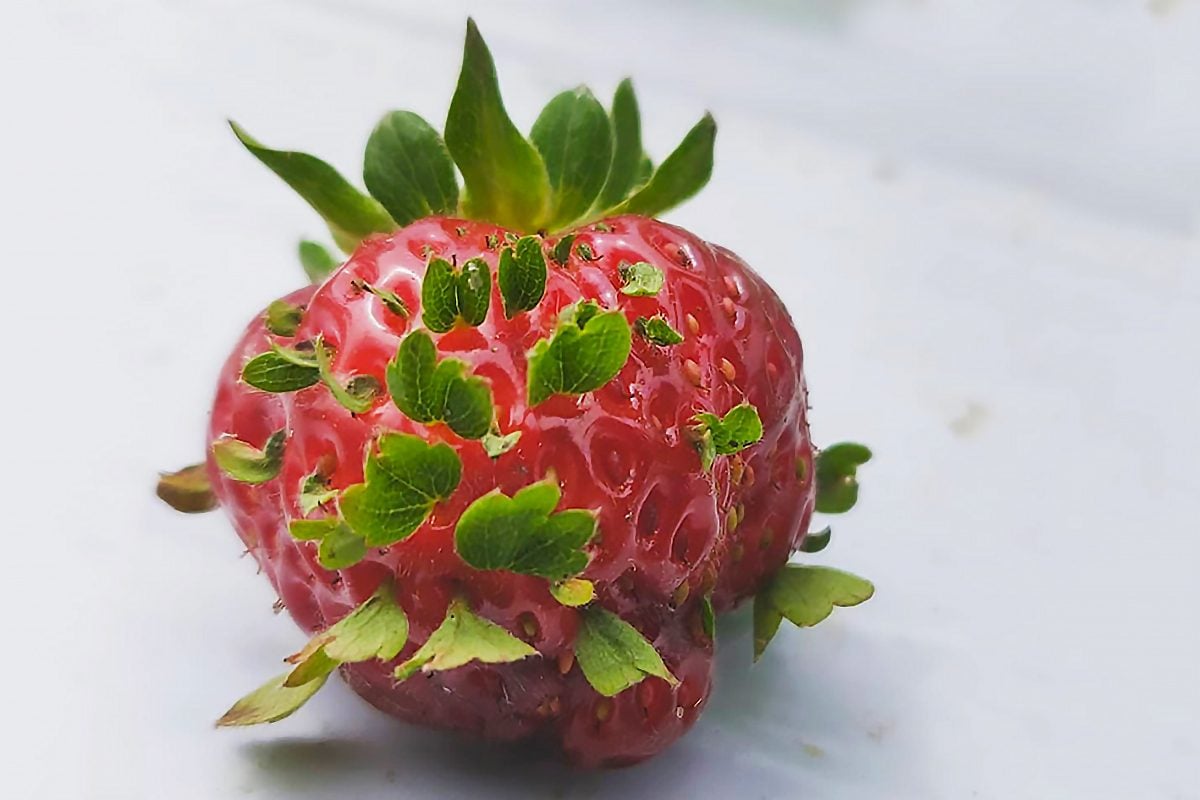 'Strawberry Sprouts' Are Going Viral—and for Good Reason