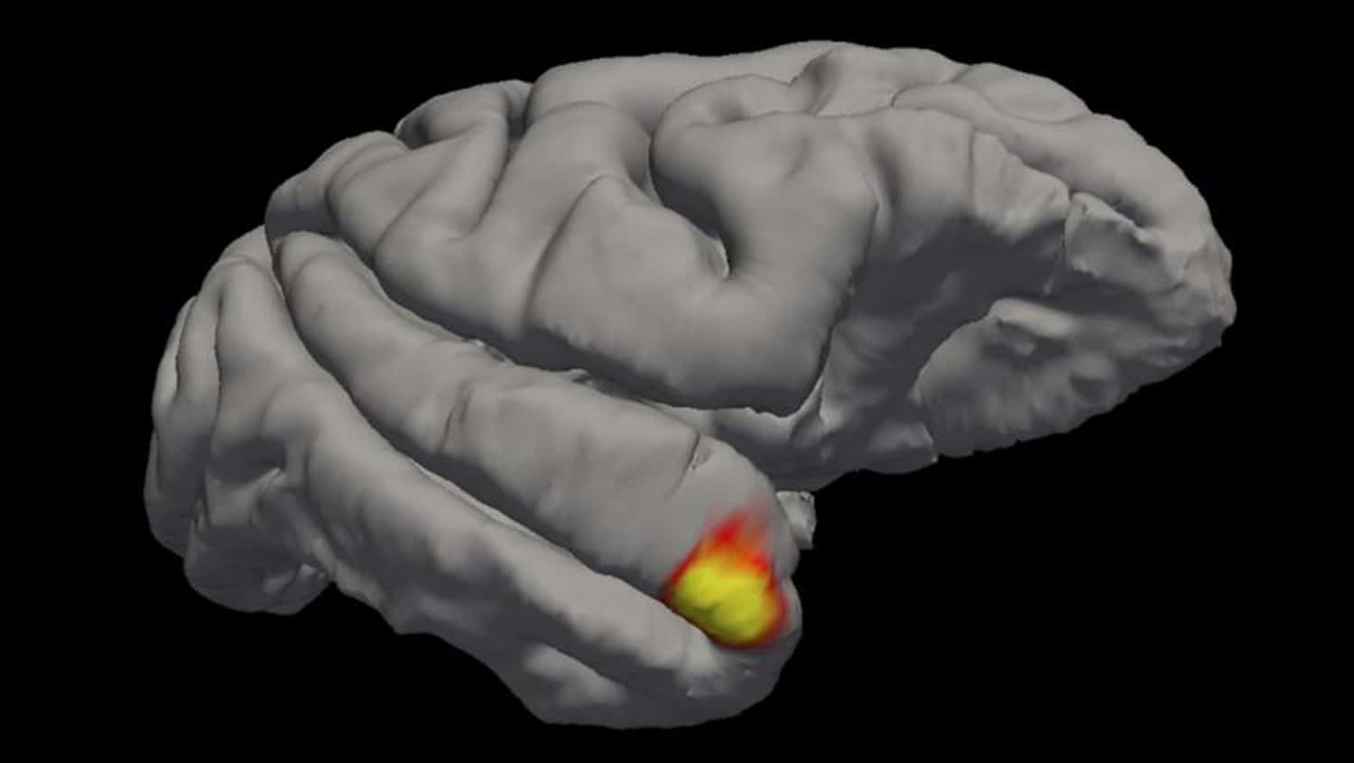 A new class of memory cells discovered in the brain