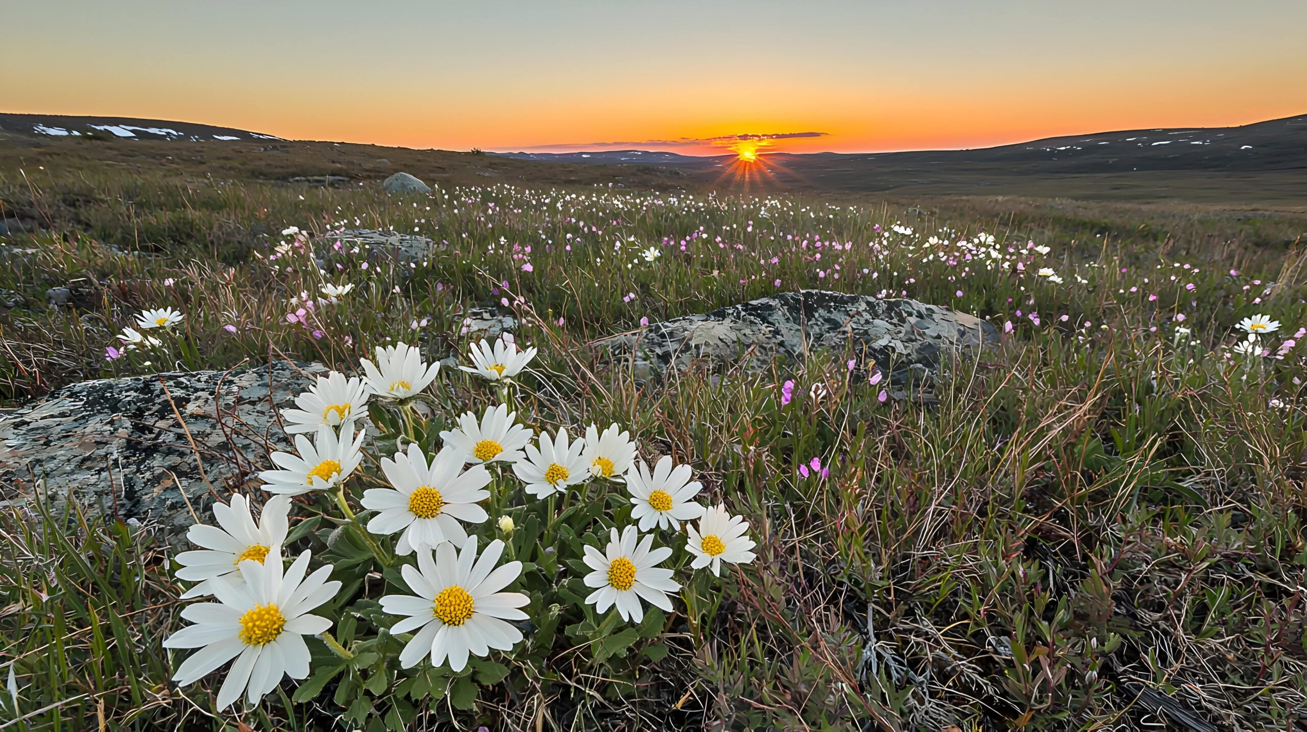 Resilience in Bloom: Flowers at the Heart of Arctic Security | The Arctic Institute – Center for Circumpolar Security Studies