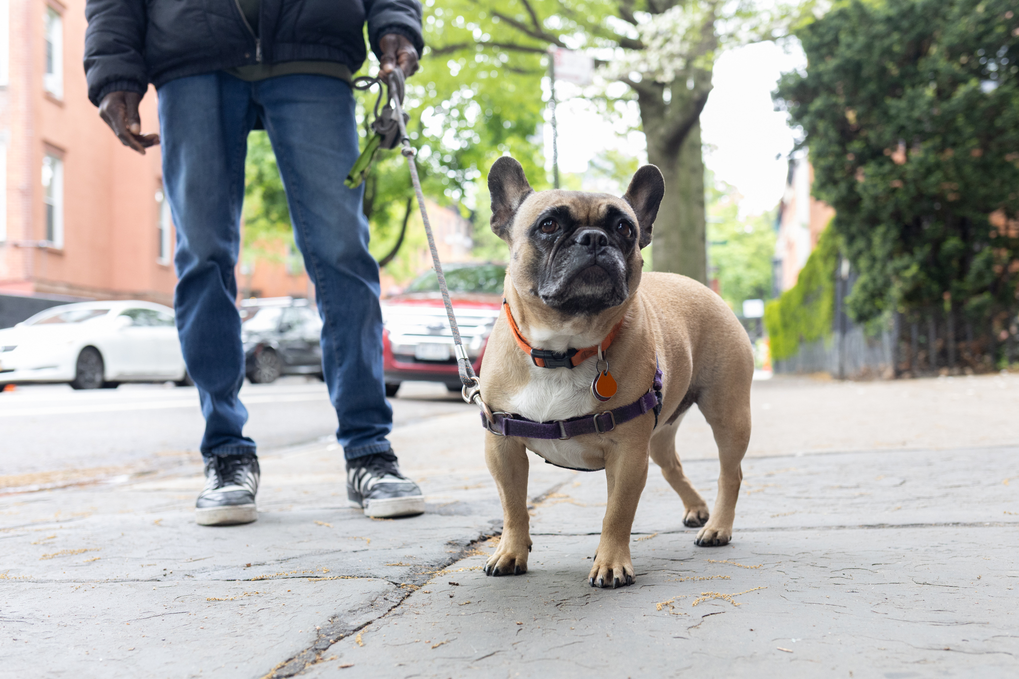 Dog Poo in Council Crosshairs After a Filthy Winter | THE CITY — NYC News