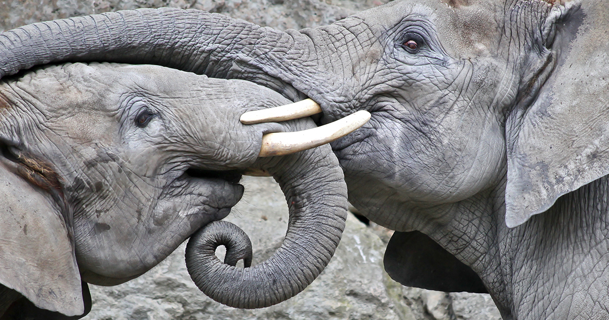 Do Elephants Have Souls? — The New Atlantis