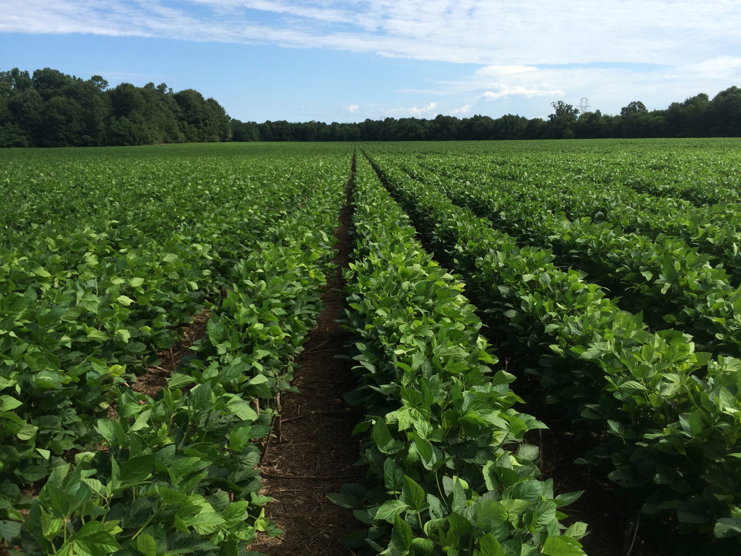 EPA rushed to issue 2020 dicamba approval despite scientific concerns, documents reveal - The New Lede