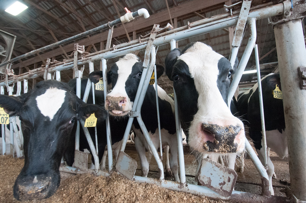 Mega manure digester project in Washington state meets community resistance - The New Lede