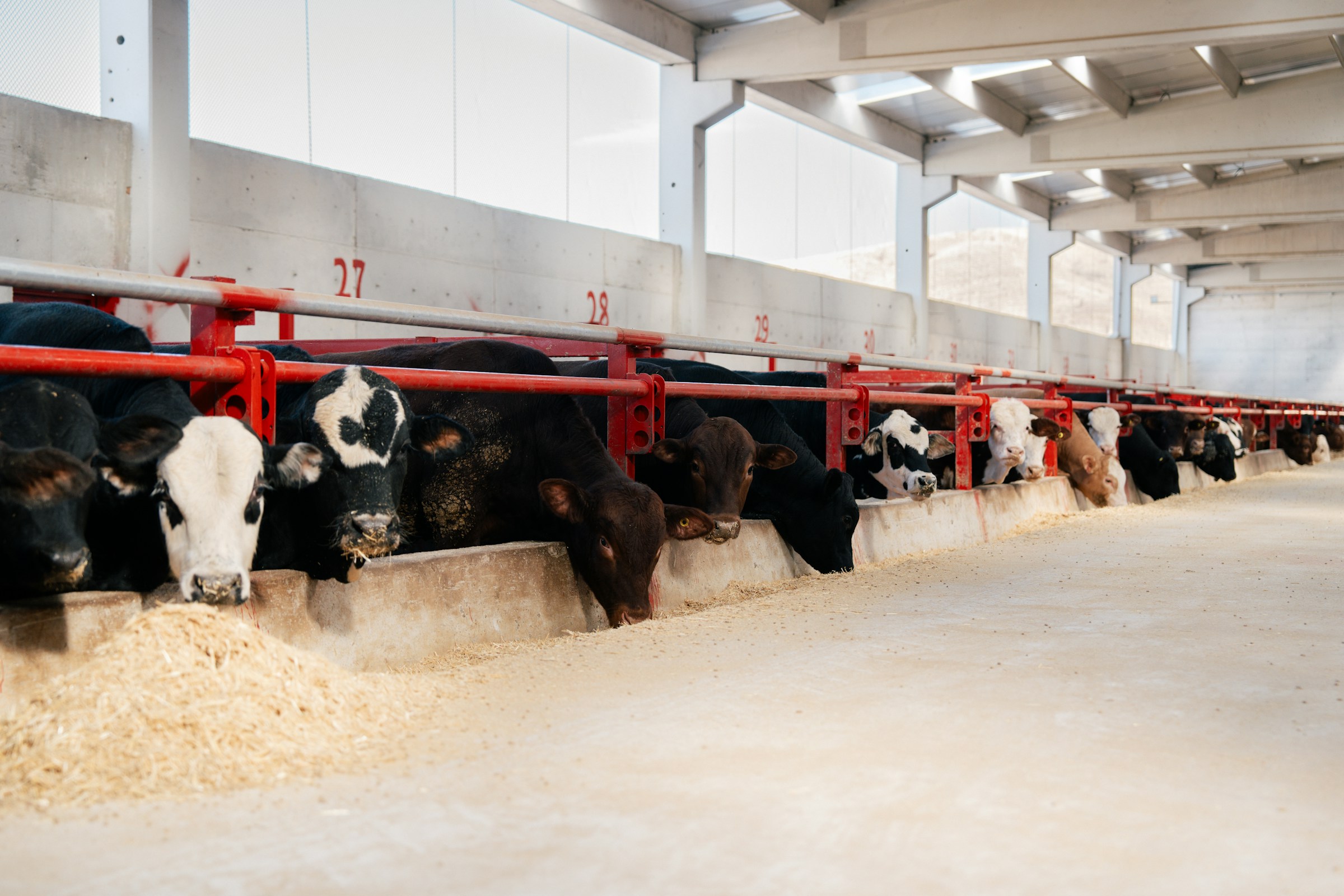 Higher cancer rates in counties with more CAFOs, study finds - The New Lede
