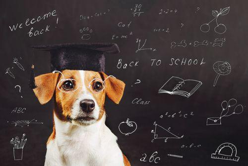 Benefits of Therapy Dogs in Classrooms and on College Campuses