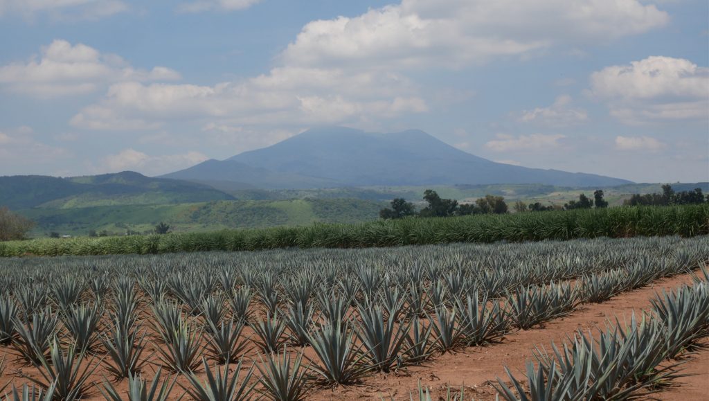 SB visits… Volcan de mi Tierra - The Spirits Business