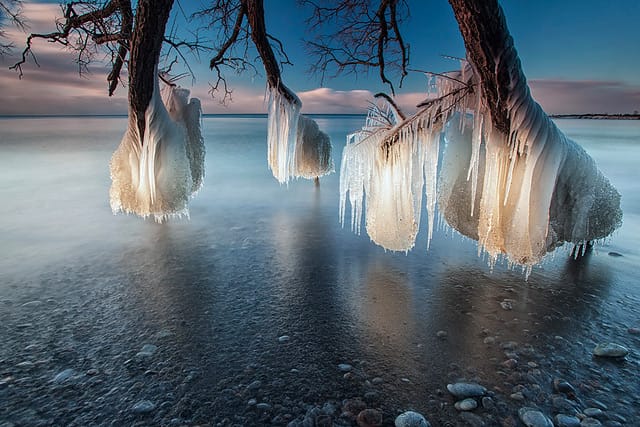 Frozen Trees on the Shores of Lake Ontario — Colossal