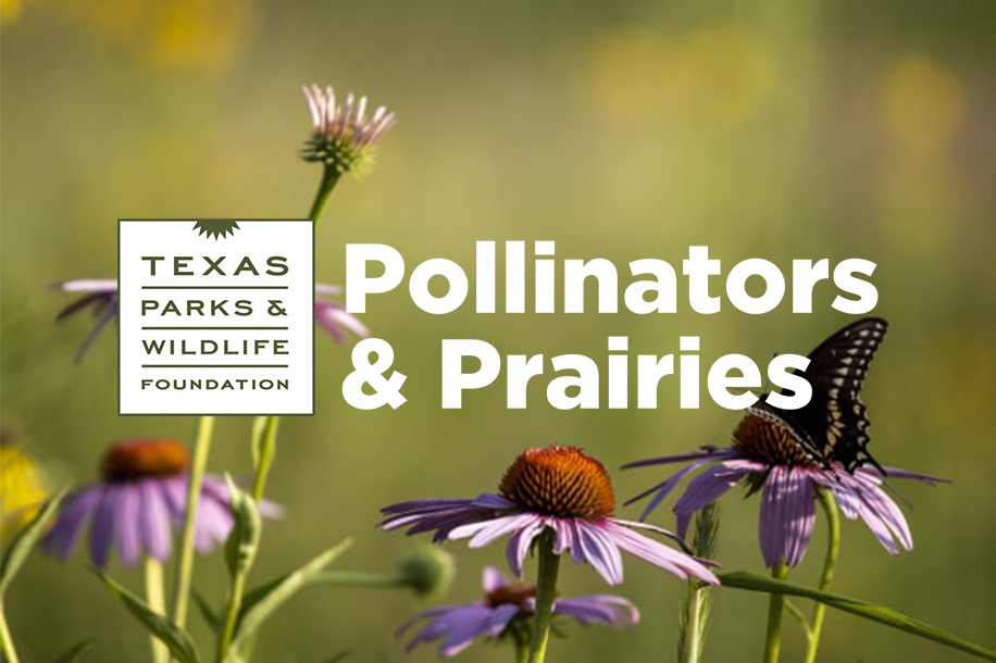Helping Native Pollinators and Prairies Thrive - Texas Parks and Wildlife Foundation