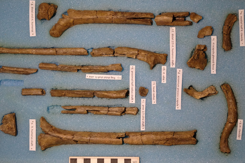 Ancient Homo fossils discovered in Kenya – Turkana Basin Institute