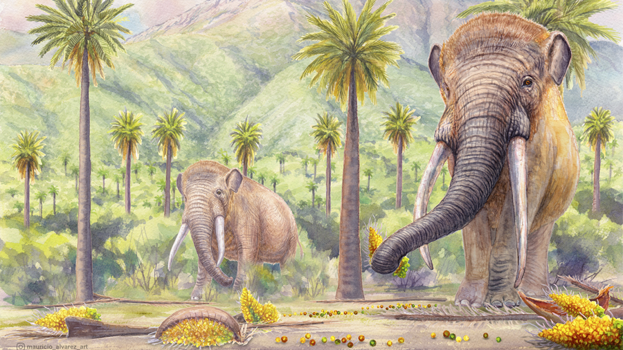 The disappearance of mastodons still threatens the native forests of South America - Universitat Autònoma de Barcelona - UAB Barcelona