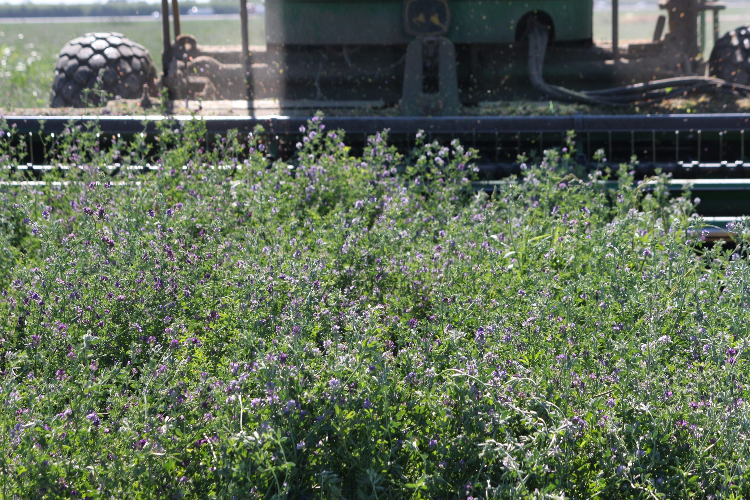Tariff Impacts Weigh on Hay Exports, Dim Market Outlook - Valley Ag Voice