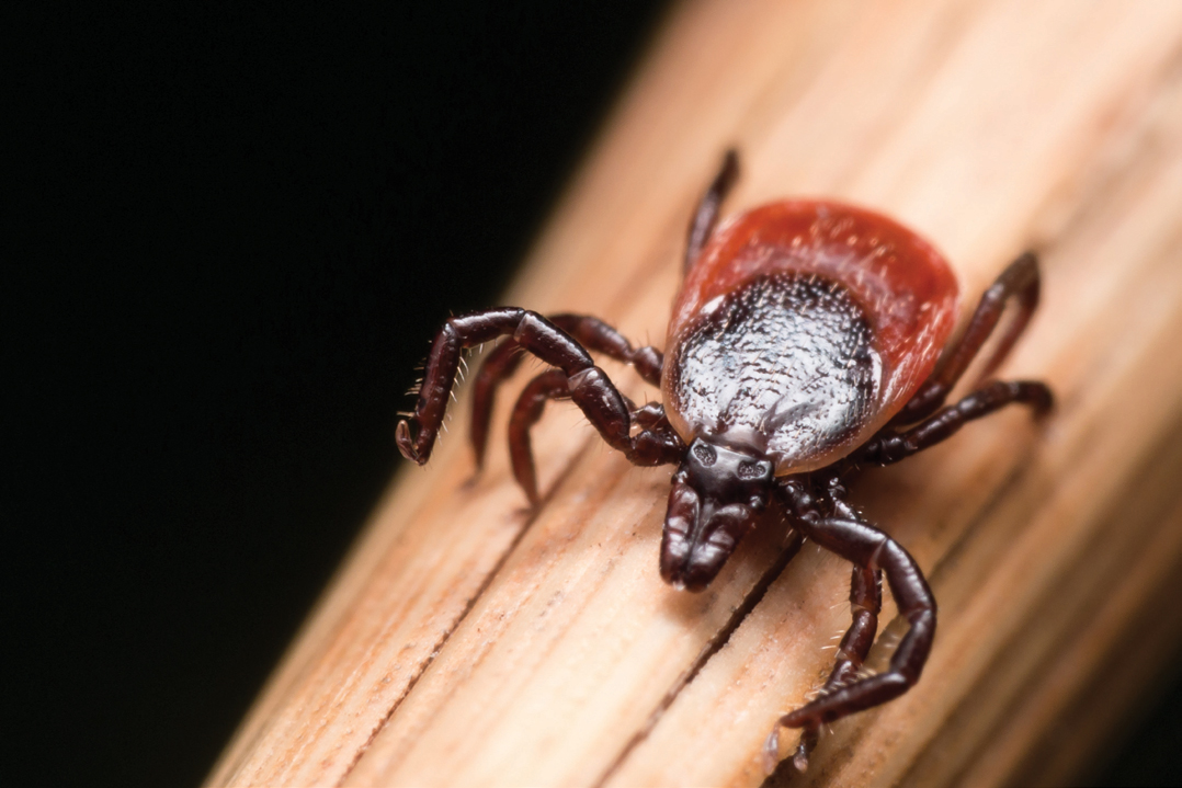 Why Lyme Disease Is Spreading Faster Than Ever in the Northeast