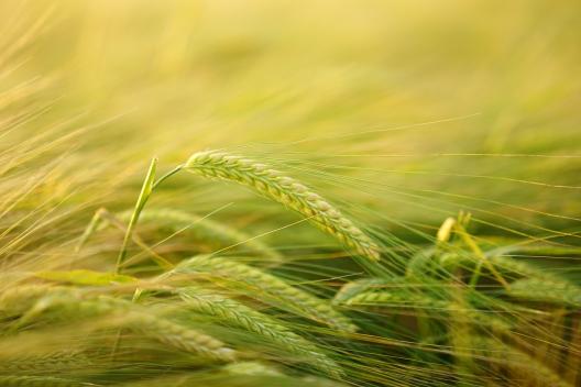 Perceptions about veganism | The Vegan Society