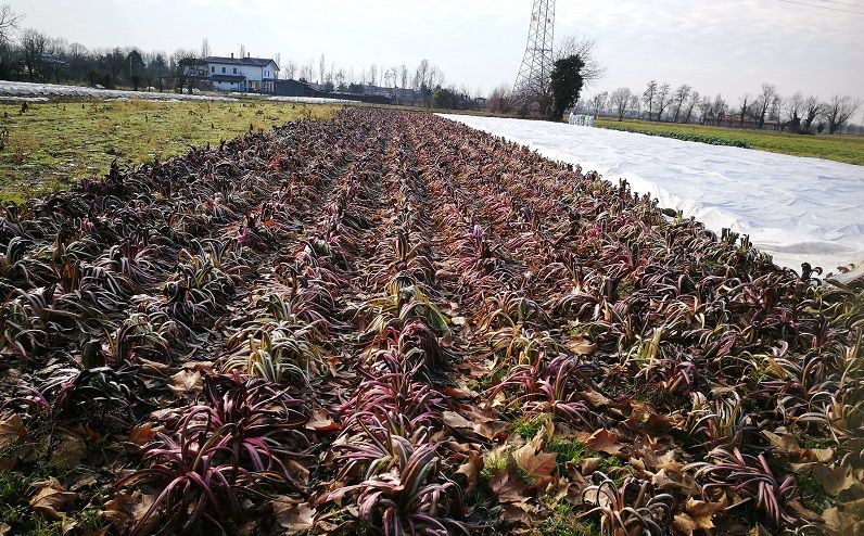 Perchè scegliere Radicchio di Treviso IGP? - Veneto360