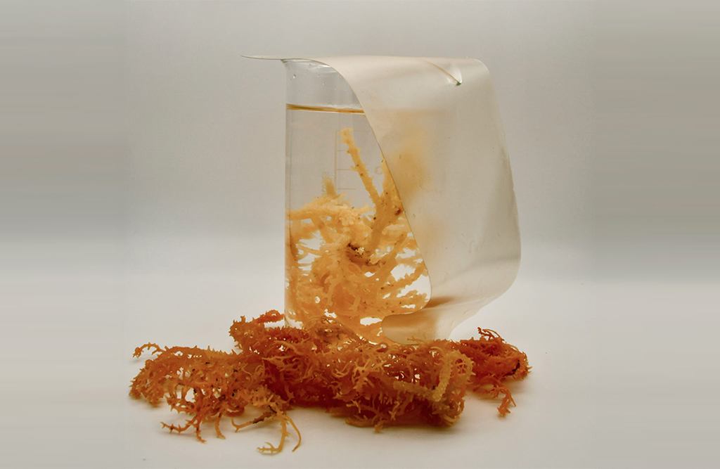 FLEXSEA: Replacing Single-Use Plastics With Seaweed Solutions.