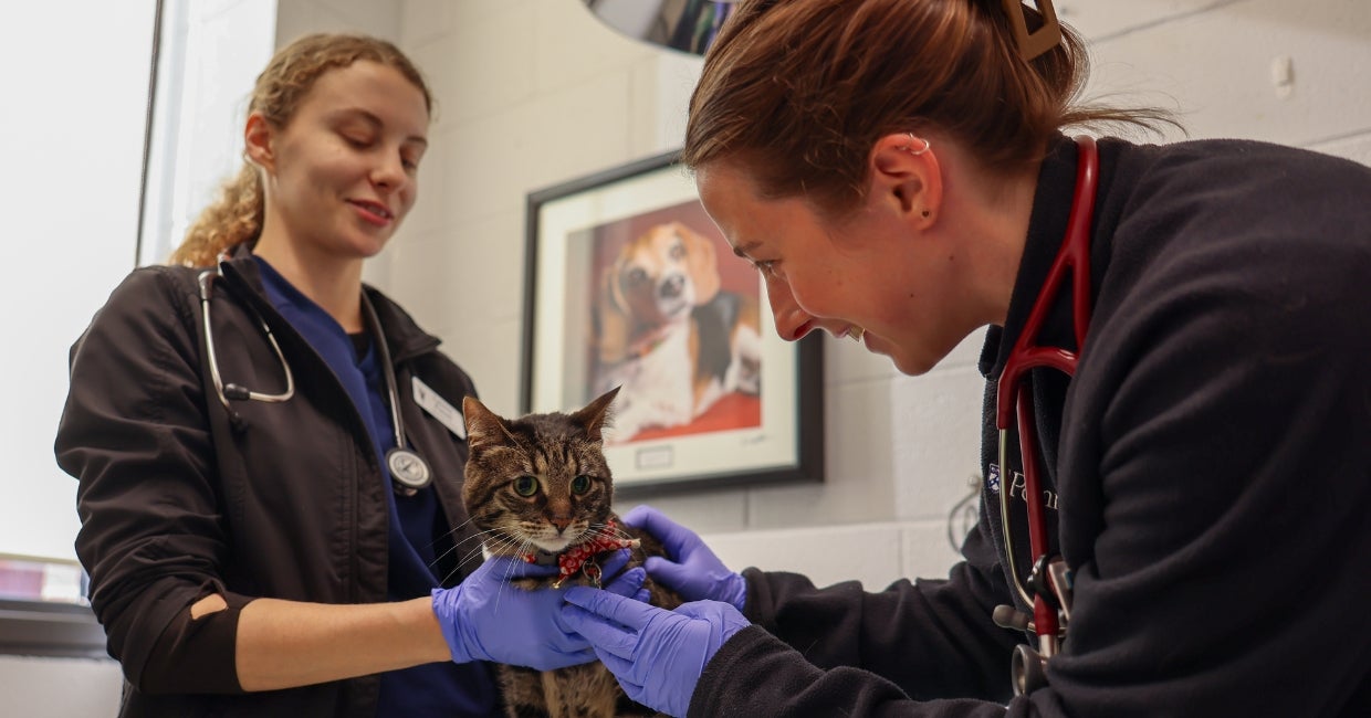 Annual Penn Vet Clinic Delivers Preventive Care to Hundreds of Philadelphia Pets – University of Pennsylvania, School of Veterinary Medicine