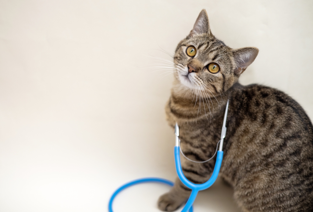 How to Check Your Cat's Vital Signs at Home - Vetstreet | Vetstreet
