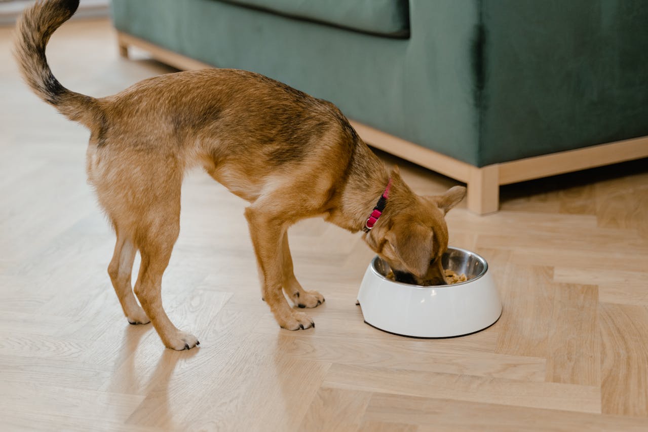 Jinx Dog Food Review - Vetstreet | Vetstreet