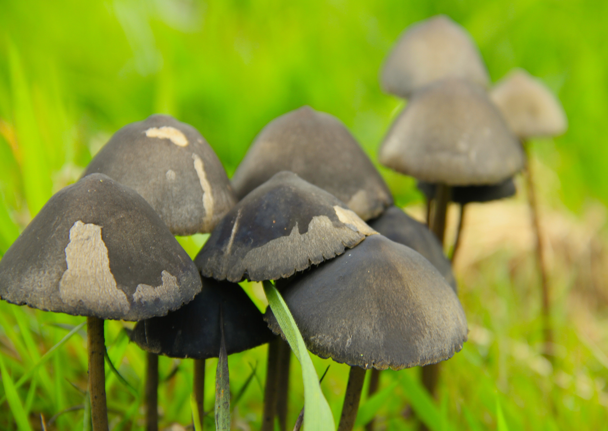 Shrooms Could Be Legalized Sooner Than You Think