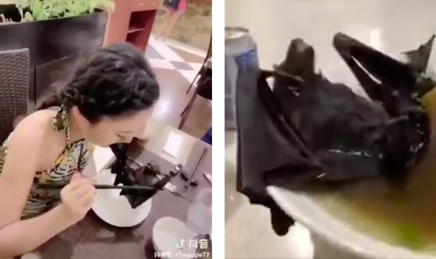 La soupe de chauve-souris, bouc émissaire idéal