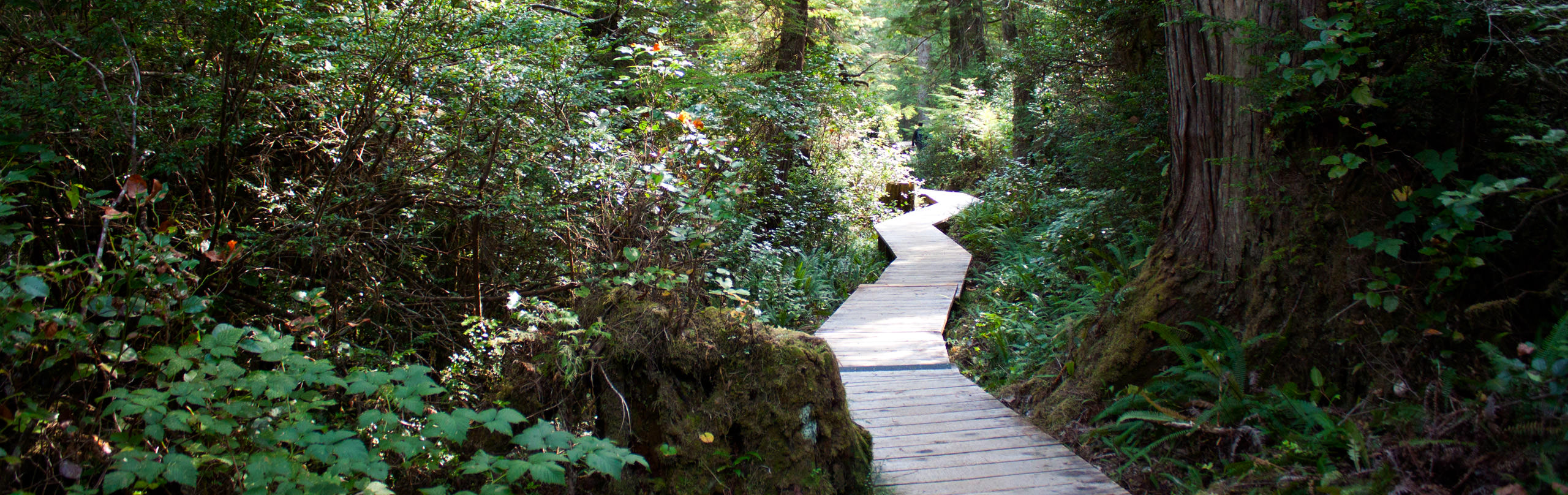 Hikes Worth Driving To Tofino For | Victoria Trails