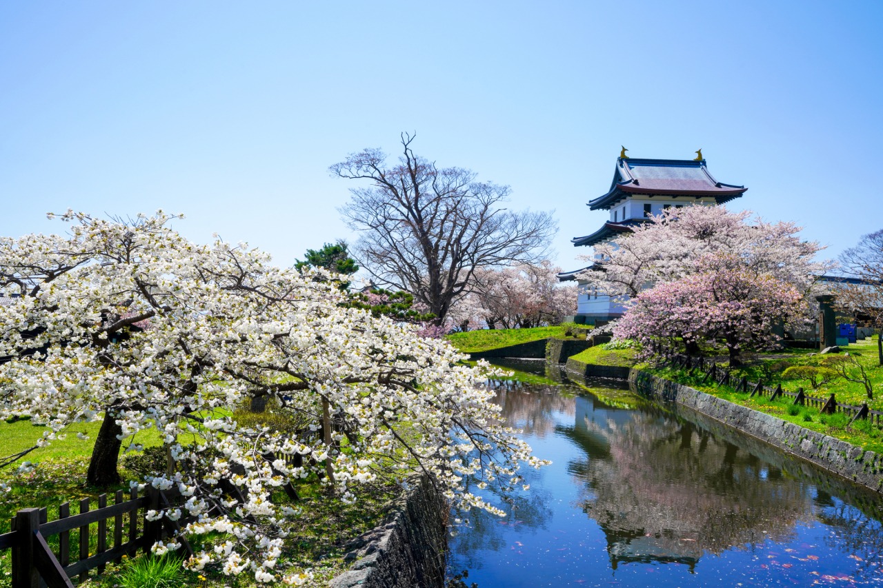 Matsumae Park・Matsumae Cherry Blossom Festival｜What to See & Do｜HOKKAIDO LOVE! -Hokkaido Official Tourism Site