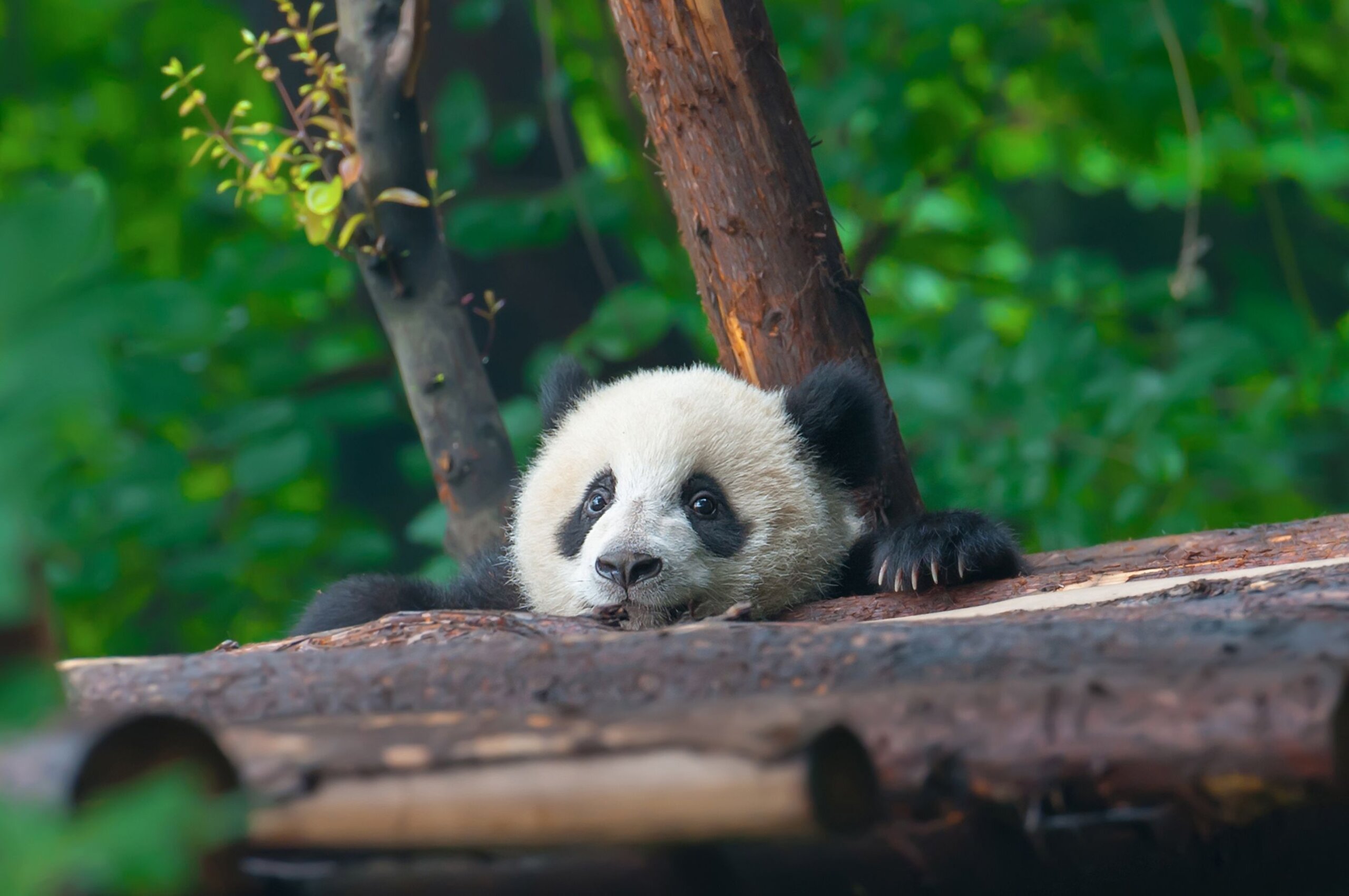 When and where to see these 11 adorable animal babies around the world - Wanderlust