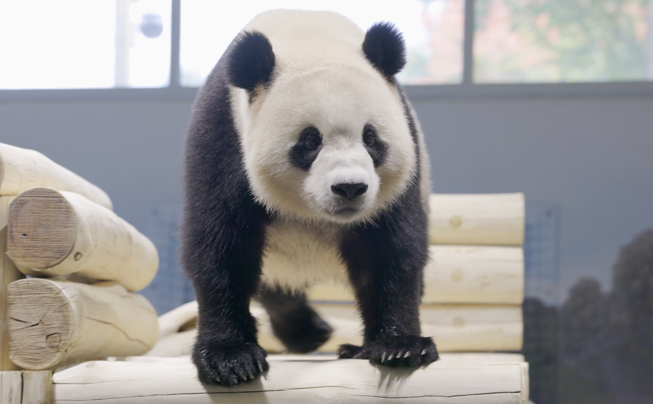 First Look at the New Pandas in DC - Washingtonian