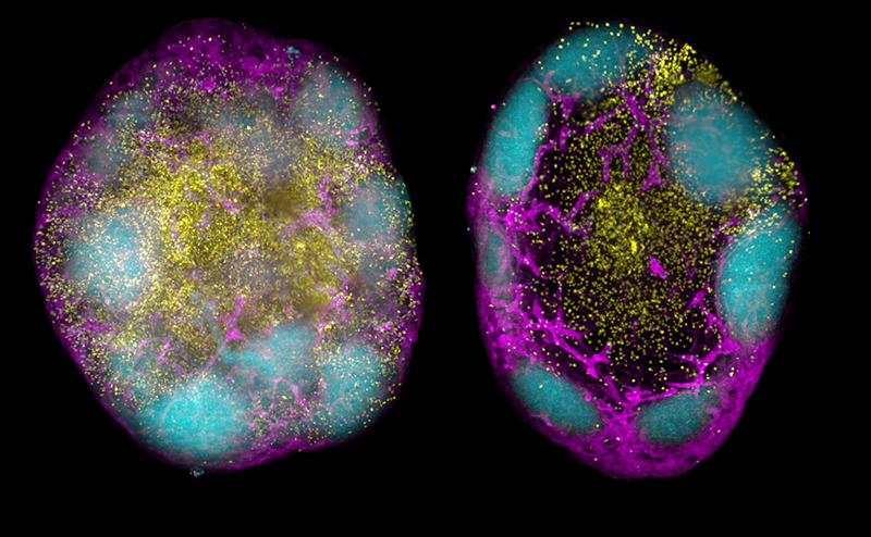Vaccines of the future: harnessing the immune system for long-lasting protection | WEHI