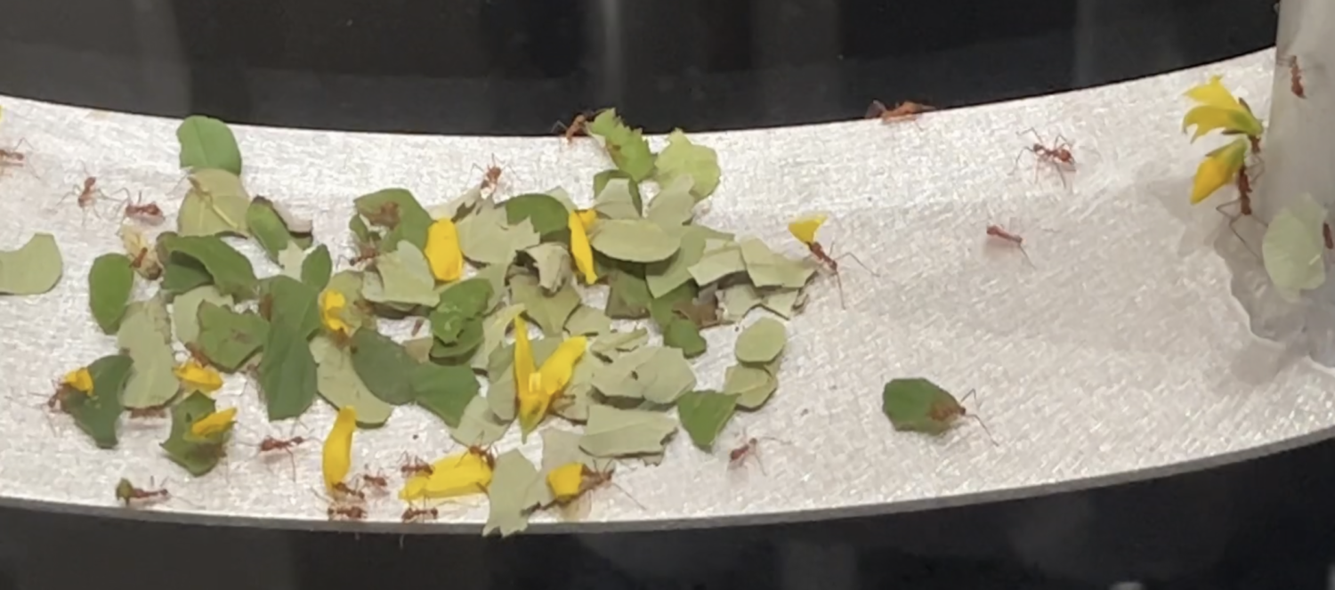 Monday Bulletin: Mesmerized by the Ants