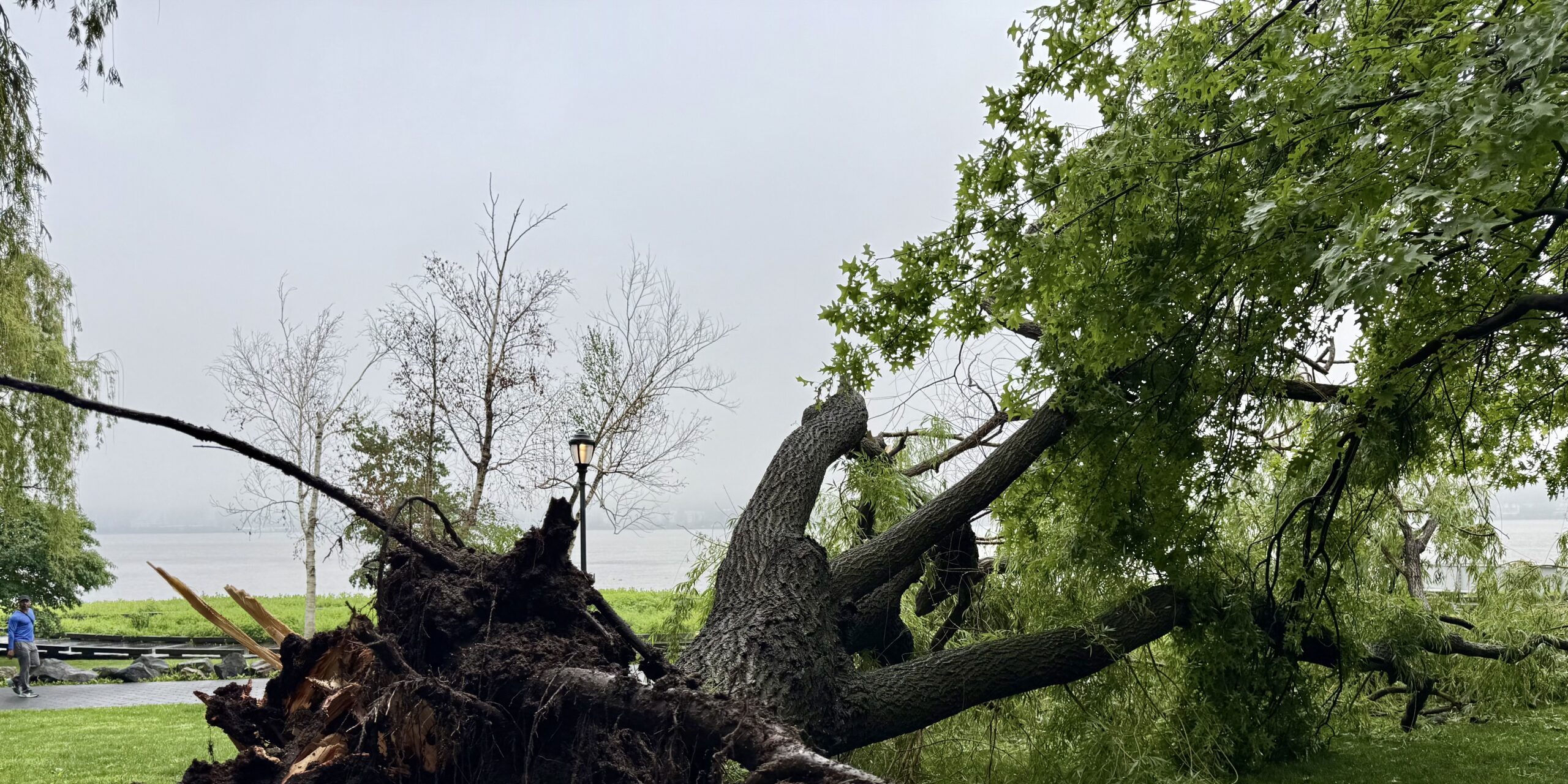 Weeping For The Willows: Riverside Park South's Willow Trees Give Way to Hardier Stock