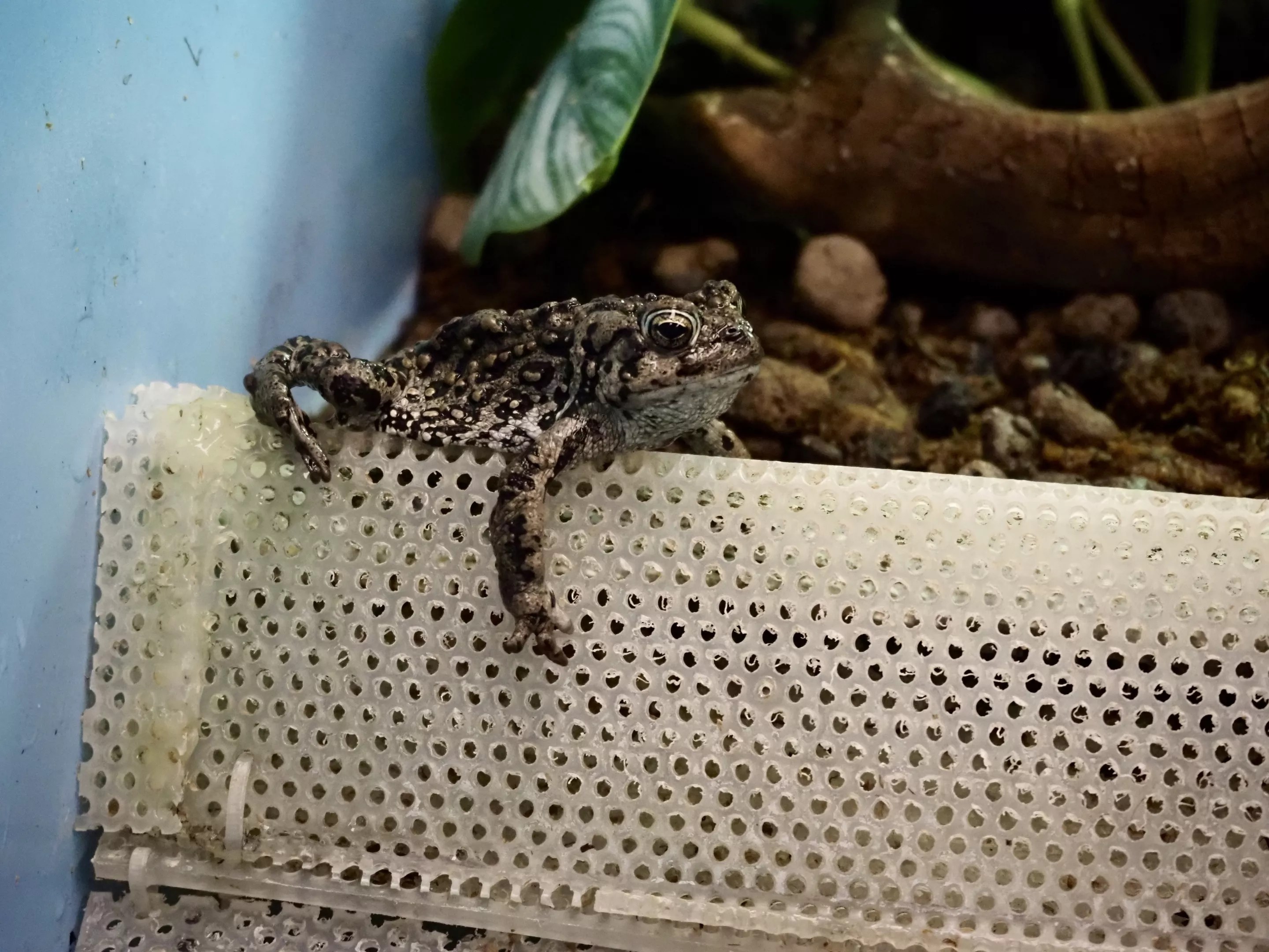Denver Zoo Releases 300 Boreal Toads in Northern Sawatch Range | Denver Westword