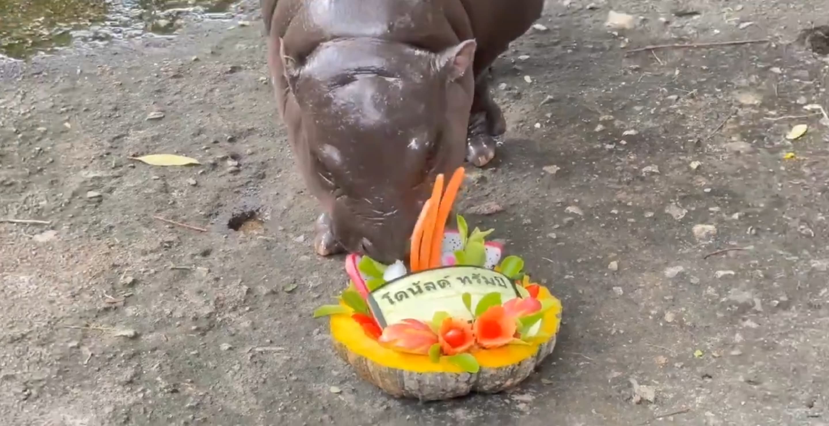 Viral Baby Hippo Moo Deng Predicts 2024 Presidential Election Winner - Wide Open Country