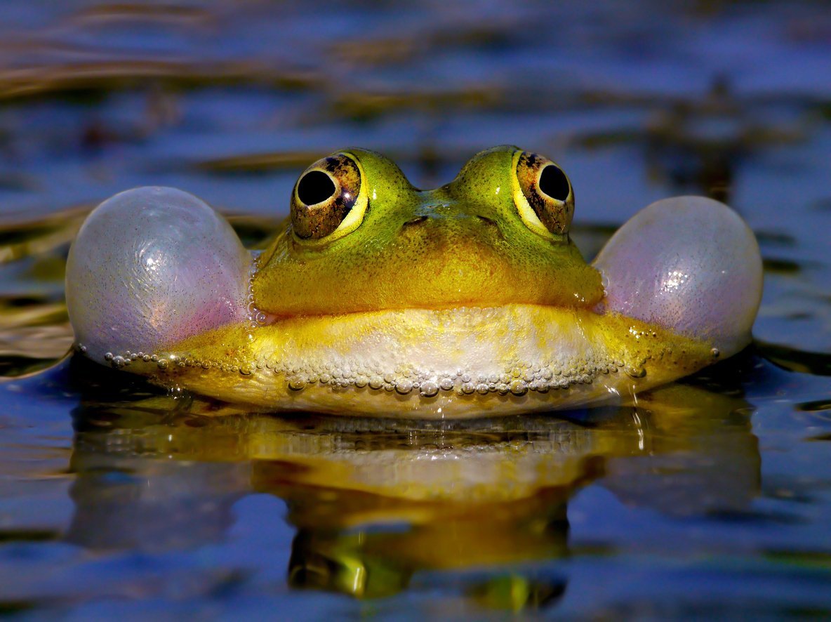 Evolution: Wie die Tiere laut wurden - wissenschaft.de