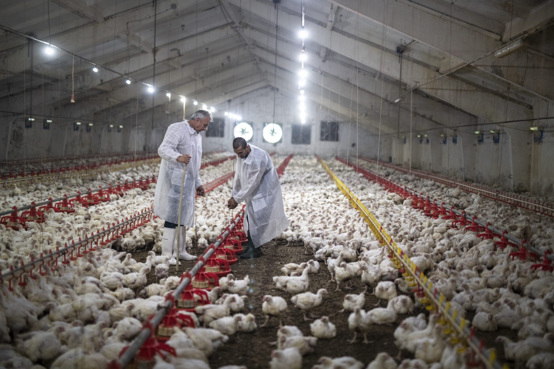 Controlling the surge of avian influenza cases in Central and South America - WOAH - World Organisation for Animal Health