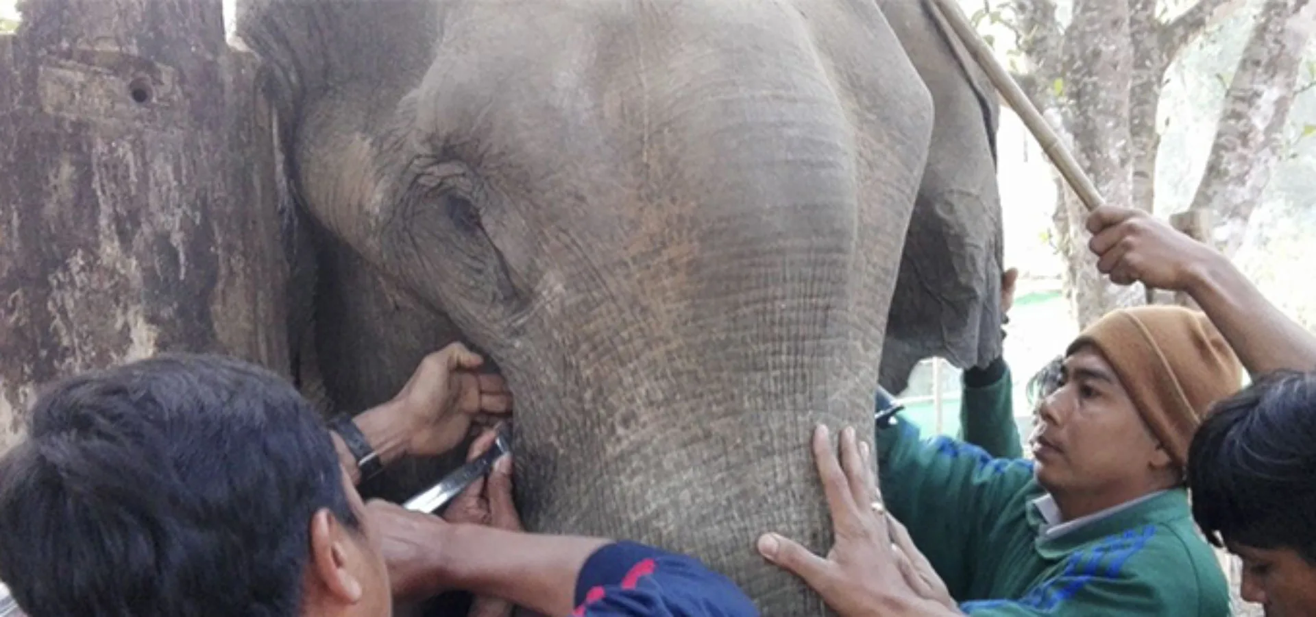Read the Latest on Ye' Aung the Elephant's Illness | SPANA