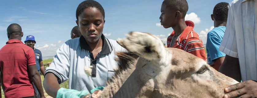 Working Animals International diaries: a day in the life of aida at taweso